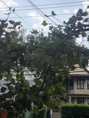 Platanus occidentalis