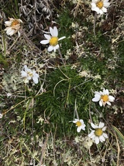 Chrysanthemum integrifolium