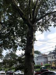 Platanus occidentalis