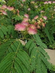 Albizia julibrissin