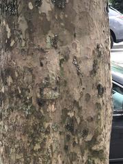 Platanus occidentalis