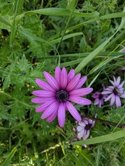 Dimorphotheca ecklonis
