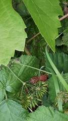 Graphosoma italicum italicum