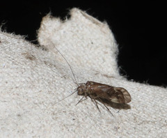 Psocinae