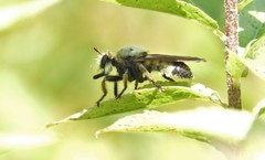 Laphria champlainii