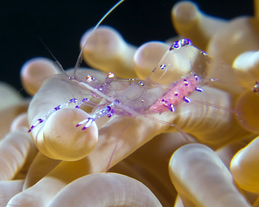 Sarasvati Anemone Shrimp