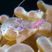 Sarasvati Anemone Shrimp - Photo (c) 104623964081378888743, some rights reserved (CC BY-NC), uploaded by 104623964081378888743