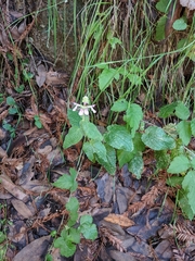 Stachys rigida quercetorum