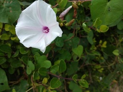Ipomoea amnicola