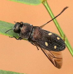 Acmaeoderopsis hulli