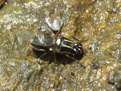 Oxycera marginata