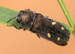 Acmaeoderopsis hulli