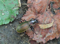 Carabus scheidleri