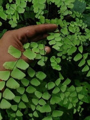 Adiantum amplum