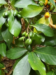 Corynocarpus laevigatus