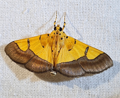 Endocrossis flavibasalis