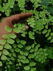 Adiantum amplum