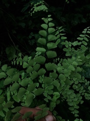 Adiantum amplum