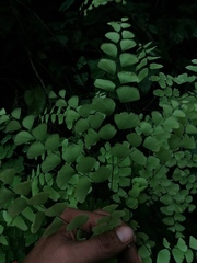 Adiantum amplum