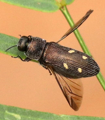 Acmaeoderopsis hulli