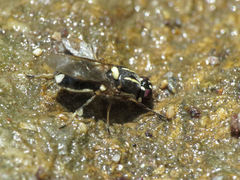 Oxycera marginata