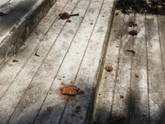 Artocarpus elasticus