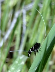Adela trigrapha