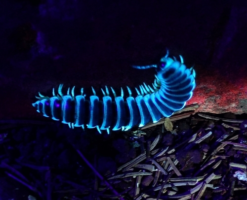 Aromatic Cherry Millipede photo 3