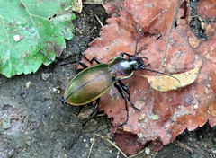 Carabus scheidleri