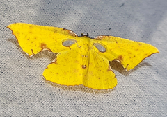 Corymica arnearia