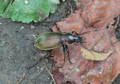 Carabus scheidleri