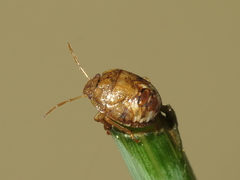 Dryadocoris apicalis