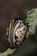 Calligrapha dislocata