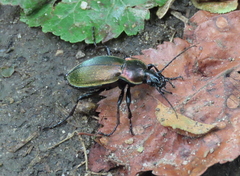 Carabus scheidleri