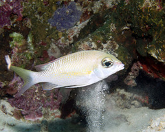 Scolopsis margaritifera