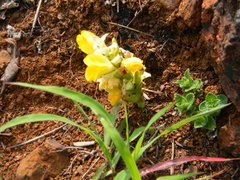 Curcuma pseudomontana