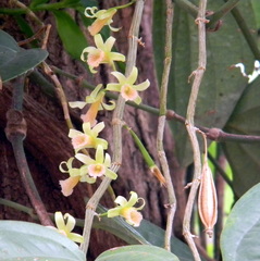 Dendrobium macrostachyum