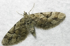 Eupithecia lanceata