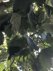 Platanus occidentalis