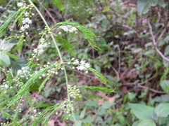 Asparagus racemosus