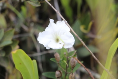 Escobedia grandiflora