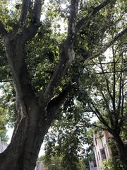 Platanus occidentalis