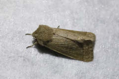 Orthosia cerasi