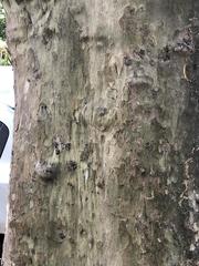 Platanus occidentalis