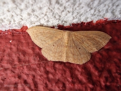 Scopula irrorata