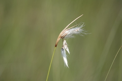 Eriophorum viridicarinatum