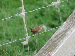 Troglodytes troglodytes zetlandicus