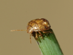 Dryadocoris apicalis
