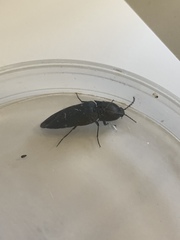 Parallelostethus attenuatus
