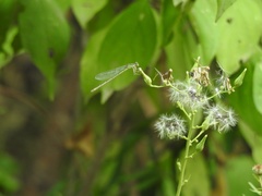 Enallagma vesperum